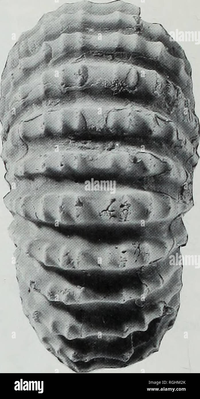 . Bulletin of the British Museum (Natural History), la géologie. . 31 b Fig 31a, b Douvilleiceras mammillatum (Mühlhausen). La Superzone espèces index. Néotype, BMNH C12491 F.G.H. Coll. : x 1. Par la préservation du lit 33 (Casey 1961), condensé et raulinianus floridum débris sous-zones, près de Copt Point, Folkestone, Kent. Bien qu'il est recommandé ici que le mangyschlakensis Superzone être abandonné, cela ne devrait pas être une difficulté pour les travailleurs soviétiques parce que les deux zones définies ci-dessous peuvent être reconnus comme facilement dans l'Union soviétique qu'ils peuvent dans l'Europe de l'ouest. La distribution stratigraphique Banque D'Images