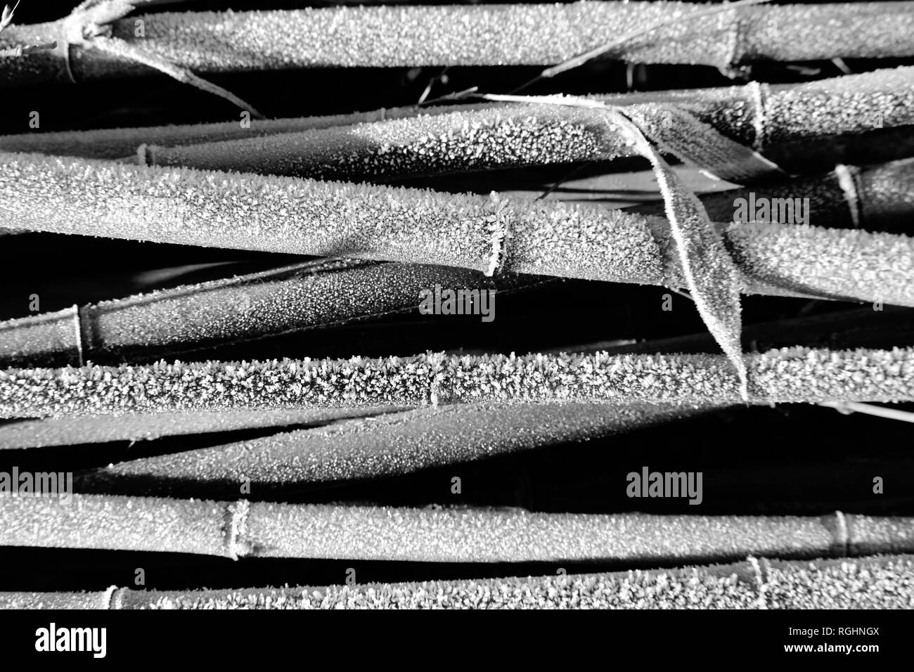 Dépoli monochrome les tiges de la plante de bambou en hiver. Fond noir et blanc. Banque D'Images