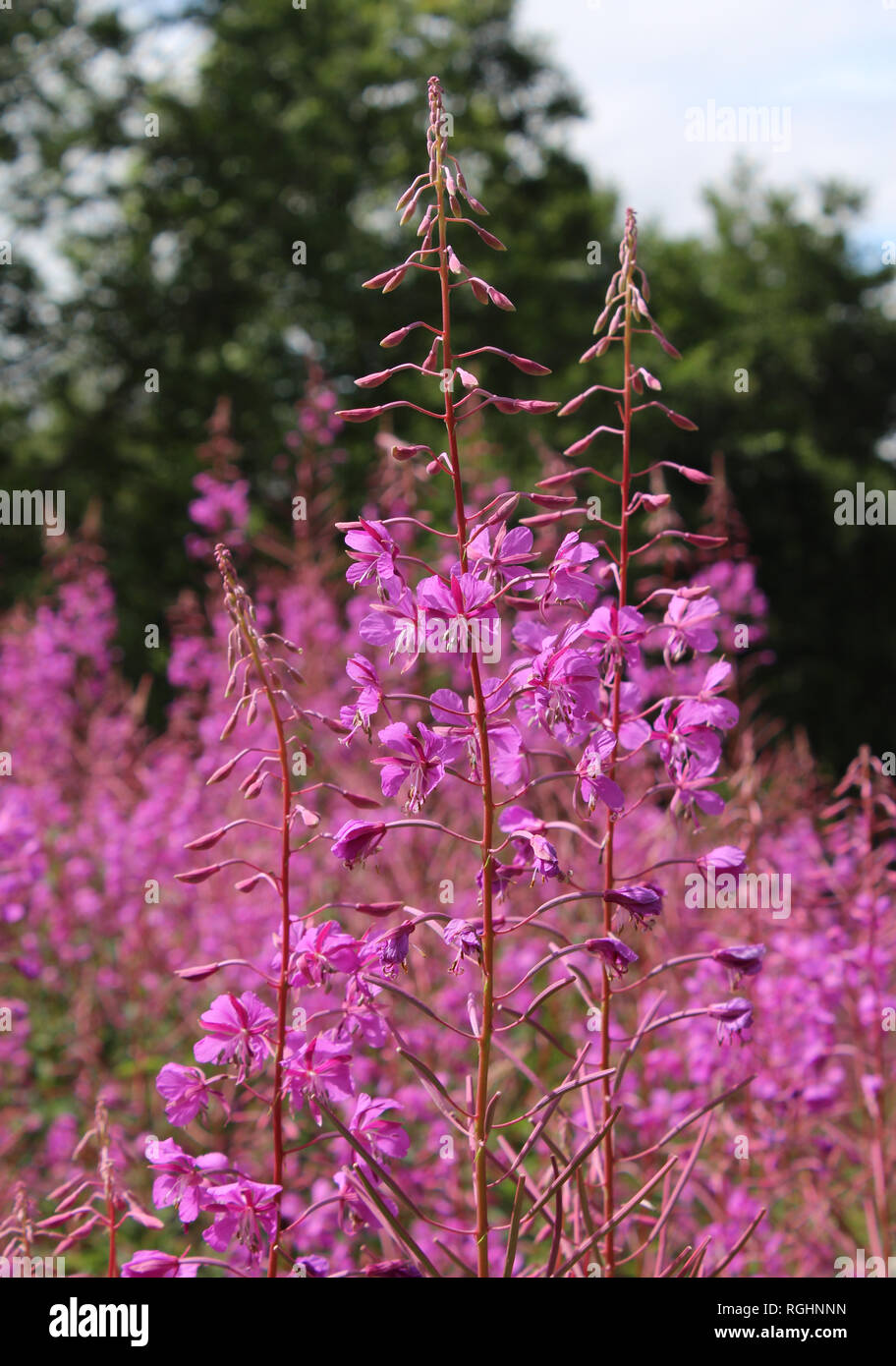Chamaenerion angustifolium, connu en Amérique du Nord comme l'Épilobe ou Grand Willowherb, et en Grande-Bretagne comme Rosebay Willowherb, croissante à l'extérieur Banque D'Images