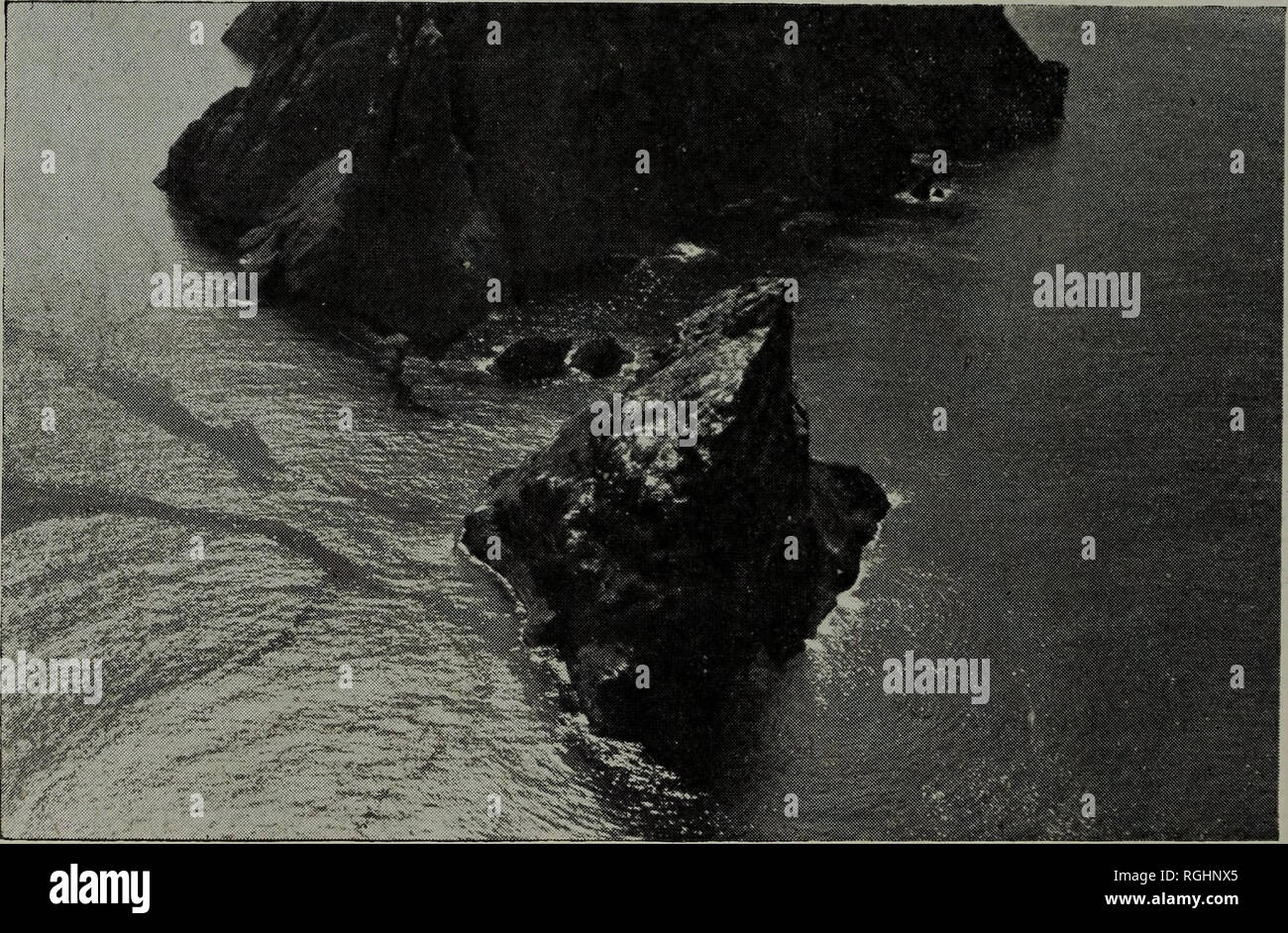 . Bulletin of the British Ornithologists' Club. Nids d'oiseaux sur la face supérieure du Stac Lee, de S.-O. Un Stac Armin et le précipice de Boreray W., de N.N.W.. Veuillez noter que ces images sont extraites de la page numérisée des images qui peuvent avoir été retouchées numériquement pour plus de lisibilité - coloration et l'aspect de ces illustrations ne peut pas parfaitement ressembler à l'œuvre originale.. Nancy M. Taylor, Oxford : Clarendon Press Banque D'Images