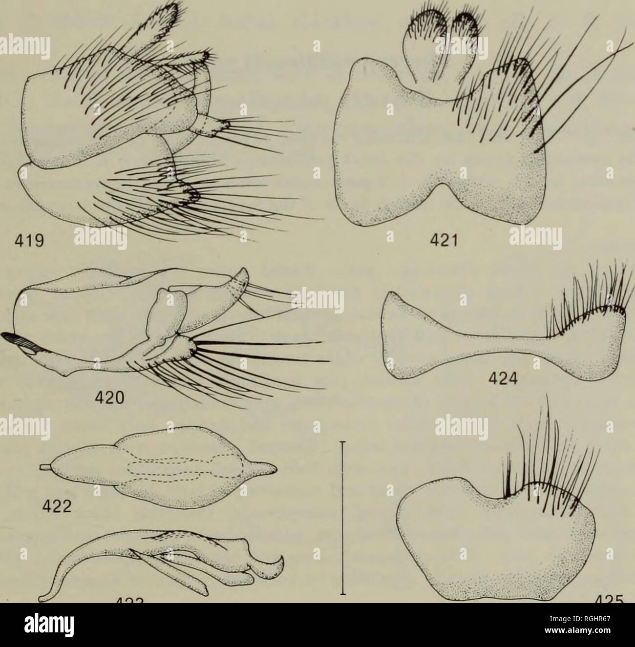 . Bulletin of the British Museum (Natural History) l'entomologie. THEREVINE STILETTO-MOUCHES DE LA RÉGION ÉTHIOPIENNE 329 pour le genre. Gonocoxite (texte-fig. 419) avec une projection modérément longue ci-dessous. Gonocoxal dorsale distale du bord postérieur en surplomb du processus d'epandrium et caractéristiquement apicalement tronqué. Stylet (texte-fig. 420) plutôt courte et large. Lobe ventral (texte-fig. 420) de long et en forme de cuillère. Le phallus en vue latérale (texte-fig. 423) de long, mince et incurvée progressivement ; en vue dorsale (texte-fig. 422) plutôt large dans la partie proximale, puis devenant soudainement plus étroit. Apodeme dorsale Banque D'Images