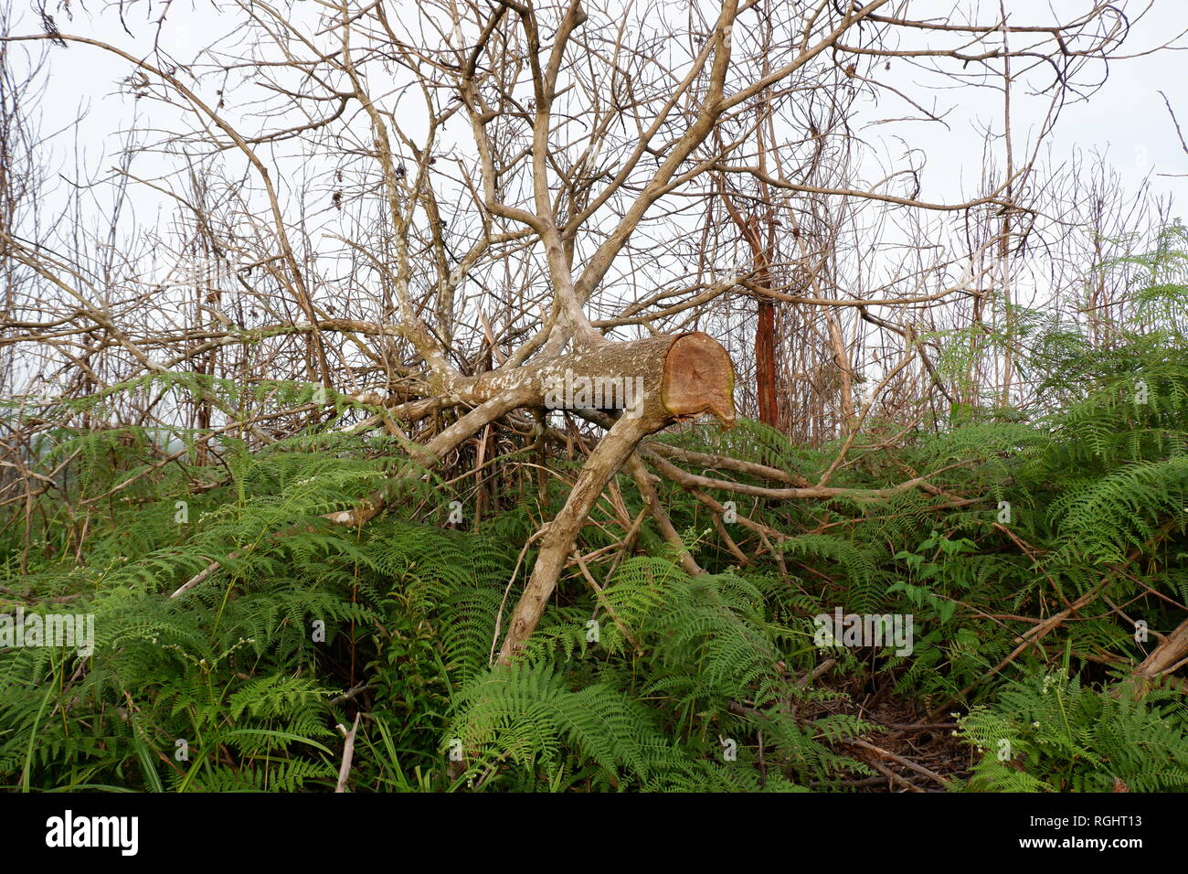 Arbre mort dans la forêt Banque D'Images