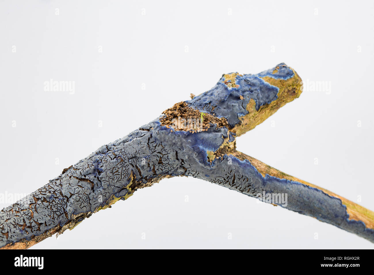 Champignon d'encroûtements, Terana caerulea/Pulcherricium caeruleum, croissant sur la surface d'une branche morte. C'est une croûte de champignons et saprophytes est parfois Banque D'Images