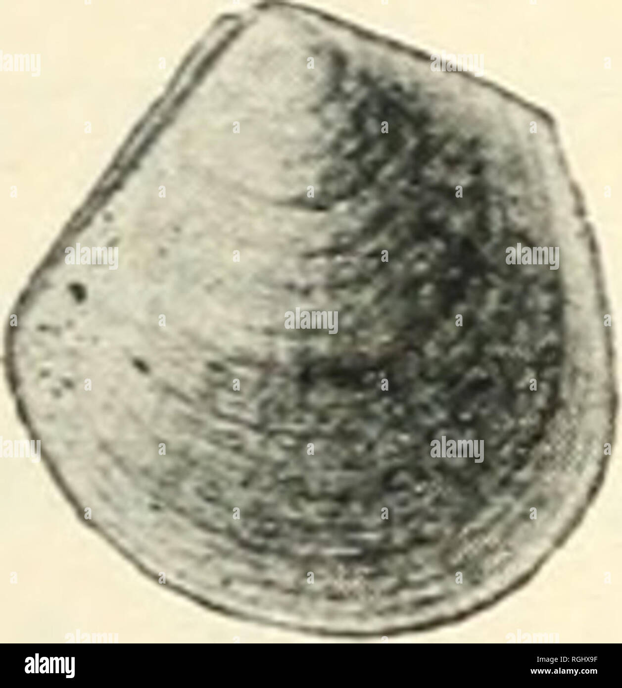 . Bulletin de la Société des Sciences Naturelles de Buffalo. Histoire naturelle ; la science. Fig. 182A. LUNULICARDIUM Conocar- Genre. Munstek. [Ety.  : Lunuld, un peu de lune, cardium, un genre.] (1840 : Beitrage zur Petrefactenkunde, 3eqa Heft., art. 69.) l'égalité avec les vannes inequilateral transversalement elliptique, sous-, sous-circulaire, ou en mode plan trigonal. Depuis le terminal de bec d'un crête angulaire s'exécute à la baisse, délimitant une aplati, cœur-sha])é zone antérieure ou lunule, ^qui possède une ouverture centrale de byssus. Marqués de surface b}'con- centric stries, et souvent par des rayons. LUNULICARDIUM FRAGILE. Hal Banque D'Images
