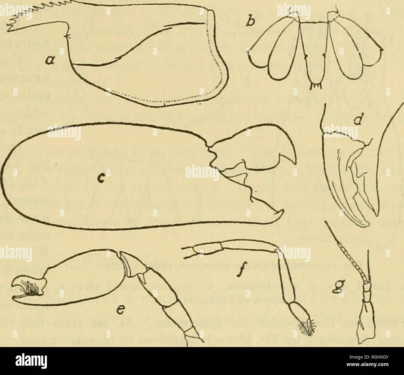 . Bulletin du Bureau des pêches. La pêche, la pisciculture. Crustacés DE LA MER DE BEAUFORT, N. C, région. 395 avec la main, son tranchant avec deux dents fines. Petites chela environ le tiers de la taille de son compagnon, quelque peu comprimé mais sinon de même construit. Troisième, quatrième et cinquième avec jambes courtes, dactylus conique. Telson étroites, ses côtés convergent uniformément vers le petit bout arrondi, qui porte quatre épines minces ; il y a aussi un dos sur chaque bord vers le milieu. La longueur du corps, i6 mm., cara- pace, 7 mm., grande griffe, lo mm. La couleur, d'un blanc laiteux, pellucide. M'Oeuf Banque D'Images