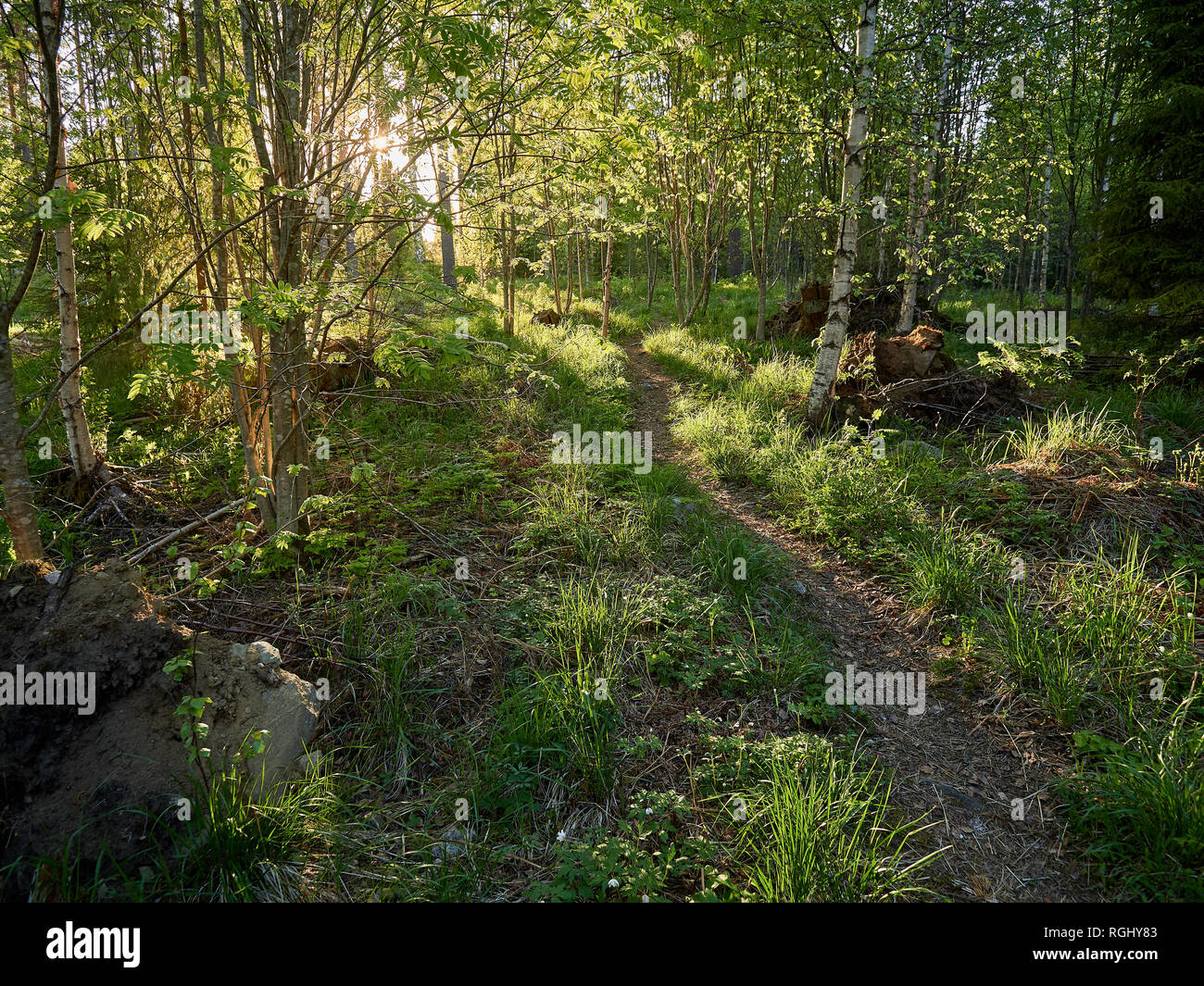 Naturel Vert forêt finlandaise éclairée par des rayons à travers les arbres. Le concept de l'écologie et la nature avec réservation gratuite Banque D'Images Naturel Vert forêt finlandaise éclairée par des rayons à travers les arbres. Le concept de l'écologie et la nature avec réservation gratuite Banque D'Images