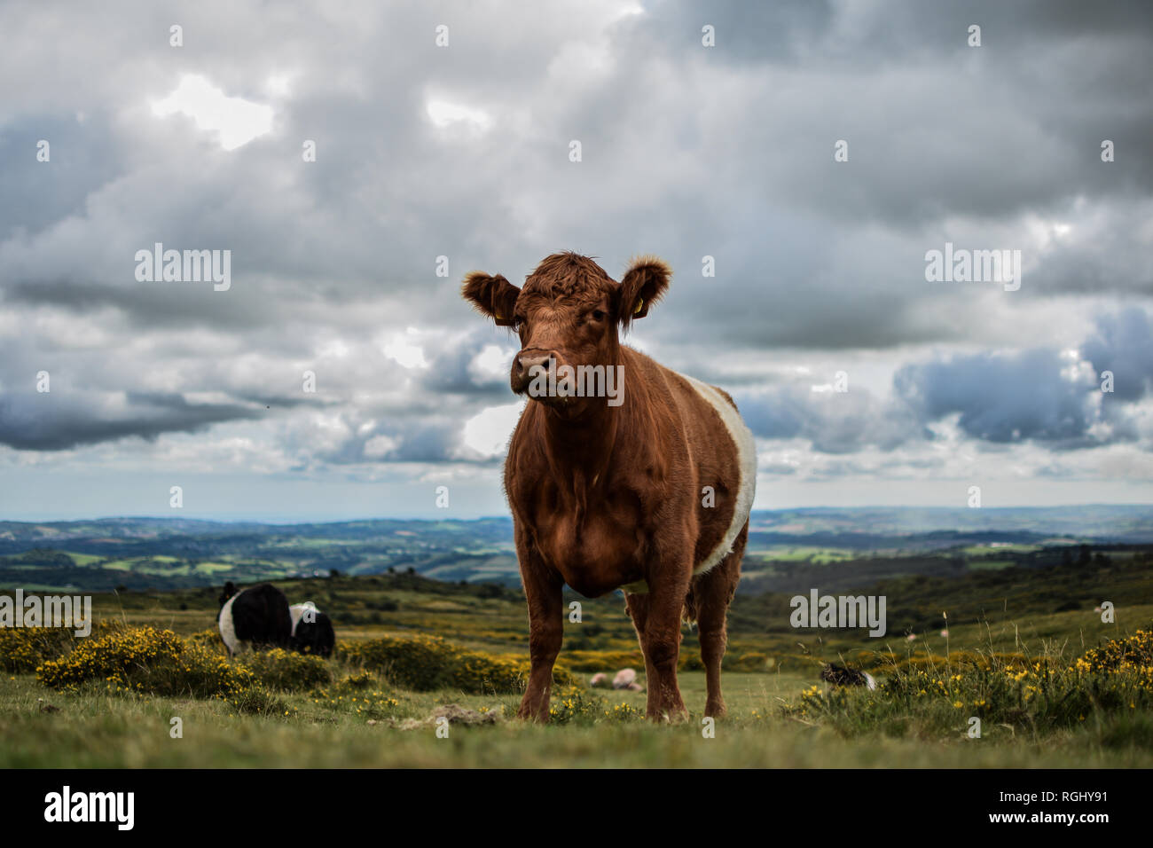 Vache Dartmoor Banque D'Images