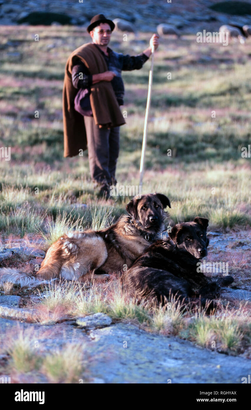 Chien De La Serra Da Estrela Chien De Montagne Estrela