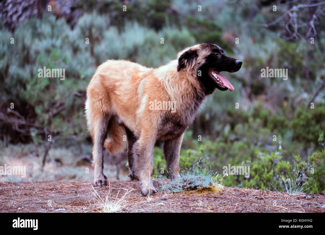 Chien De Montagne Estrela Photos Chien De Montagne Estrela