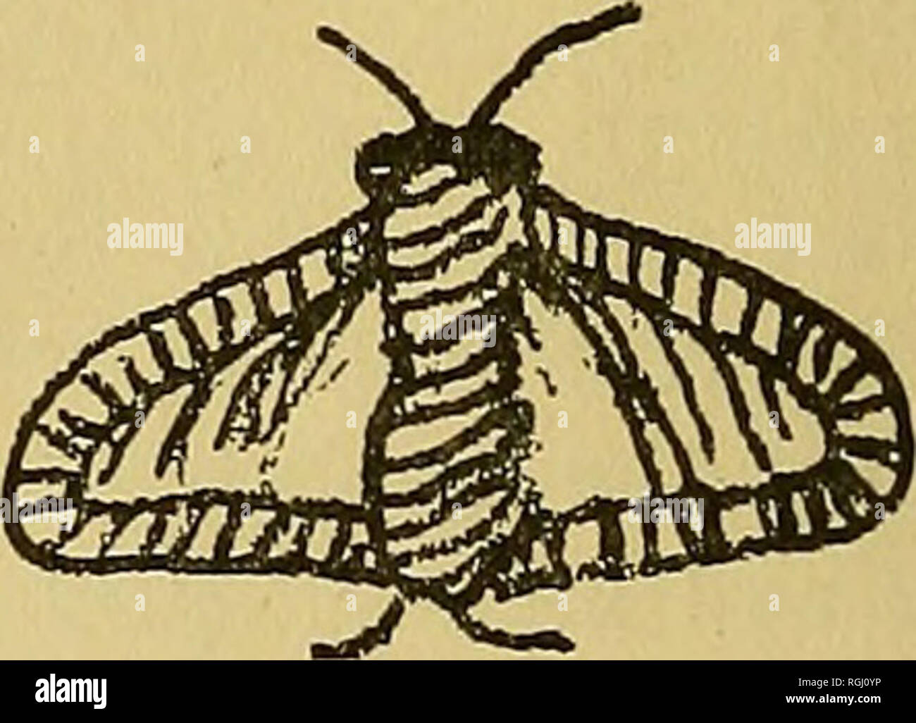 Bulletin De La Société Entomologique De Brooklyn Les