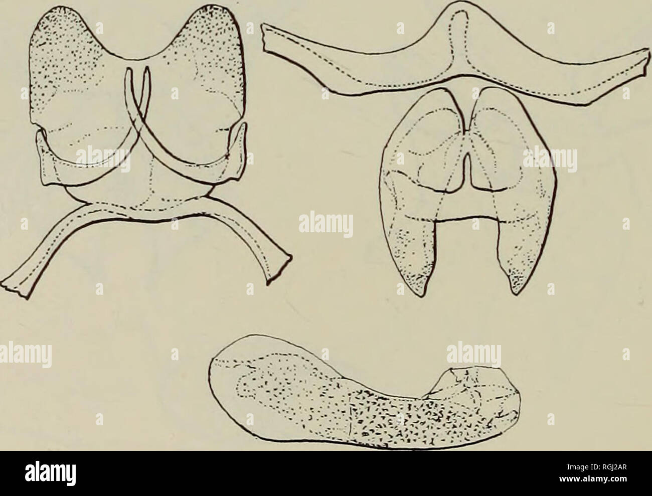 . Bulletin of the British Museum (Natural History) Entom e suppl. 158 H. STEMPFFER Les organes génitaux d'Spindasis nyassae, victoriae mozambica, tavetensis banyoana apelle, et sont similaires à ceux de natalensis. Ceux de S. phanes (texte-fig. 141) sont également du même type, sauf que les lobes de l'uncus sont plus lancéolées, l'tegumen est plus étroite au milieu et sa marge antérieure forme un arrondi promi- nence. Les organes génitaux de S. homeyeri, trimeni namaqua, somalina,, ella, iza et cynica sont plus ou moins proches de celles de phanes. L'armature de S. waggae (texte-fig. 142) est différent de t Banque D'Images