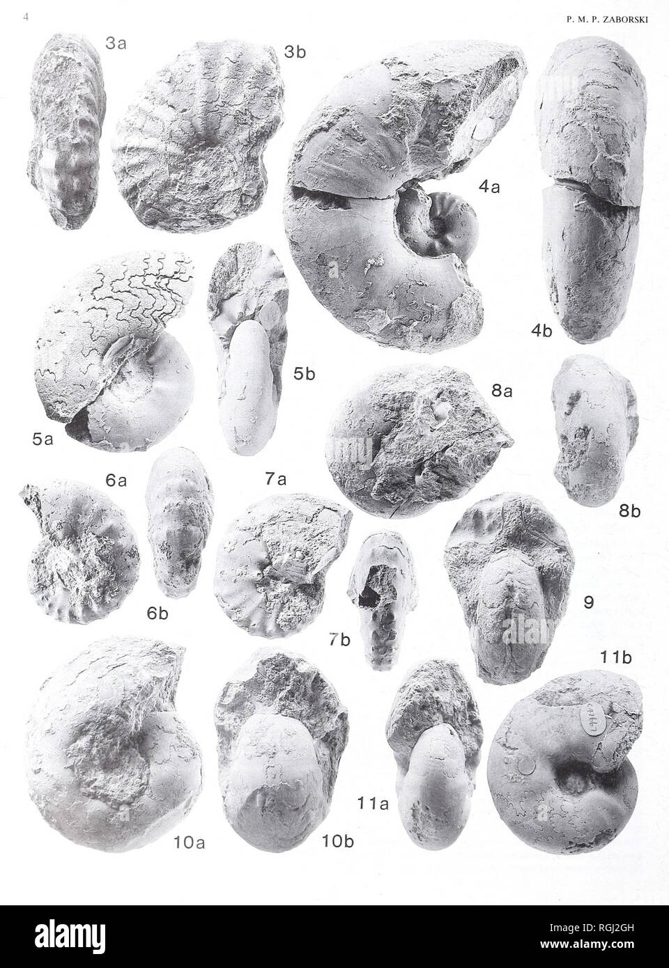 . Bulletin of the British Museum (Natural History). La géologie.. . Veuillez noter que ces images sont extraites de la page numérisée des images qui peuvent avoir été retouchées numériquement pour plus de lisibilité - coloration et l'aspect de ces illustrations ne peut pas parfaitement ressembler à l'œuvre originale.. British Museum (Natural History). Londres : BM(NH) Banque D'Images