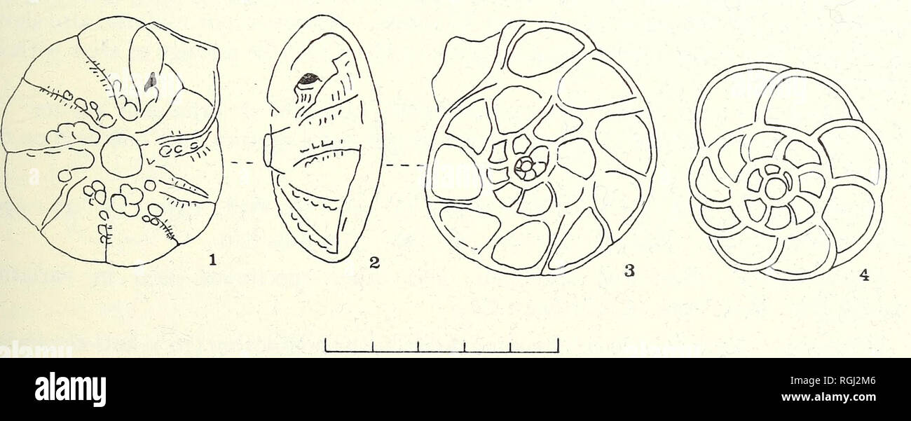 . Bulletin of the British Museum (Natural History). Zoologie . Supplément.. La baie de Cardigan foraminifères récents batavus Ammoniac (Hofker (PI). 18 figs, 5, 6, 14, 16 ; text-fig. 39, nos 1-4) Streblus batavus Hofker, 1951 : 498, 340, 341 ; 1962 : Haake, 52, pi. 6, figures 6 à 12. Batavus (ammoniac) Feyling-Hanssen Hofker, 1964 : 349, pi. 21, figs 4-13. Rotalina beccarii Williamson, 1858 : 48, pi. 14, figs 90-92 (non Nautilus beccarii Linne). Rotalia beccarii partie Parker, 1952b : 457, pi. 5, Fig 5a, b ; ? Cushman, 1949 : 47, pi. 9, fig. (4) pas de Linne.  ? Streblus beccarii Todd &AMP ; Low, 1961 : 18, pi. 2, figs Banque D'Images