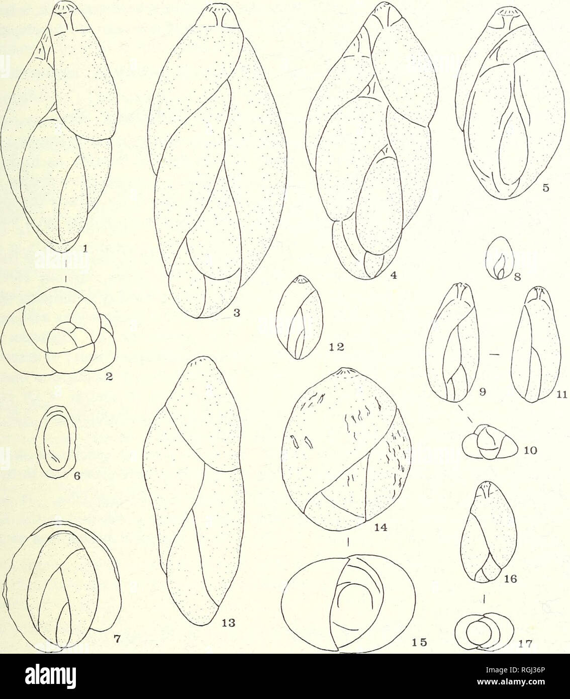 . Bulletin of the British Museum (Natural History). Zoologie . Supplément.. La baie de Cardigan FORAMINIFÈRES RÉCENTS [O. 0,0 0,5 mm. Fig. 21. 1 à 5. ( Guttulina ? Hawisi Laryngosigma) n. sp. 1, vue latérale d'holotype ; 2, vue basale ; 3-5, paratypes. 6, 7. Laryngosigma lactea var. concava. 6, petit modèle avec septa résorbés ; 7, grand modèle avec septa visibles. 8-12. Laryngosigma lactea. 8, chiffre de type Walker &AMP ; Jacob (pas à l'échelle) ; 9, vue latérale du modèle décrit (un peu) ; 10 variété allongée, vue basale ; n, l'autre côté, 12, petit modèle ovale. 13. Pseiidopolymorphina suboblonga, vue de côté. 1 Banque D'Images