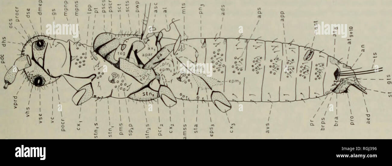 . Bulletin of the British Museum (Natural History) Entom e suppl. de PSEUDOCOCCIDAE &AMP ; ERIOCOCCIDAE ailes : 109 854-1050 (924). u long, et 322-434 (364)^1 large ; généralement avec 3 soies alar (parfois 2, av. 2-q(, et 3-4 (3-3) sensoria circulaire. Hamulohalterae à 73 (70)(x long, et 12 à 18 (15) (i large ; avec une faible crête mince et un, à l'accro, 52-58 (55) long n'est-à-dire le rapport ; seta longueur de seta à la longueur de l'hamulohaltera 1 : 1-2-1-4 (1 : 1-3). Jambes  : modérément longues ; les membres antérieurs, plus court et les pattes plus longues ; le rapport entre la longueur de la patte postérieure à l'ensemble du corps Banque D'Images