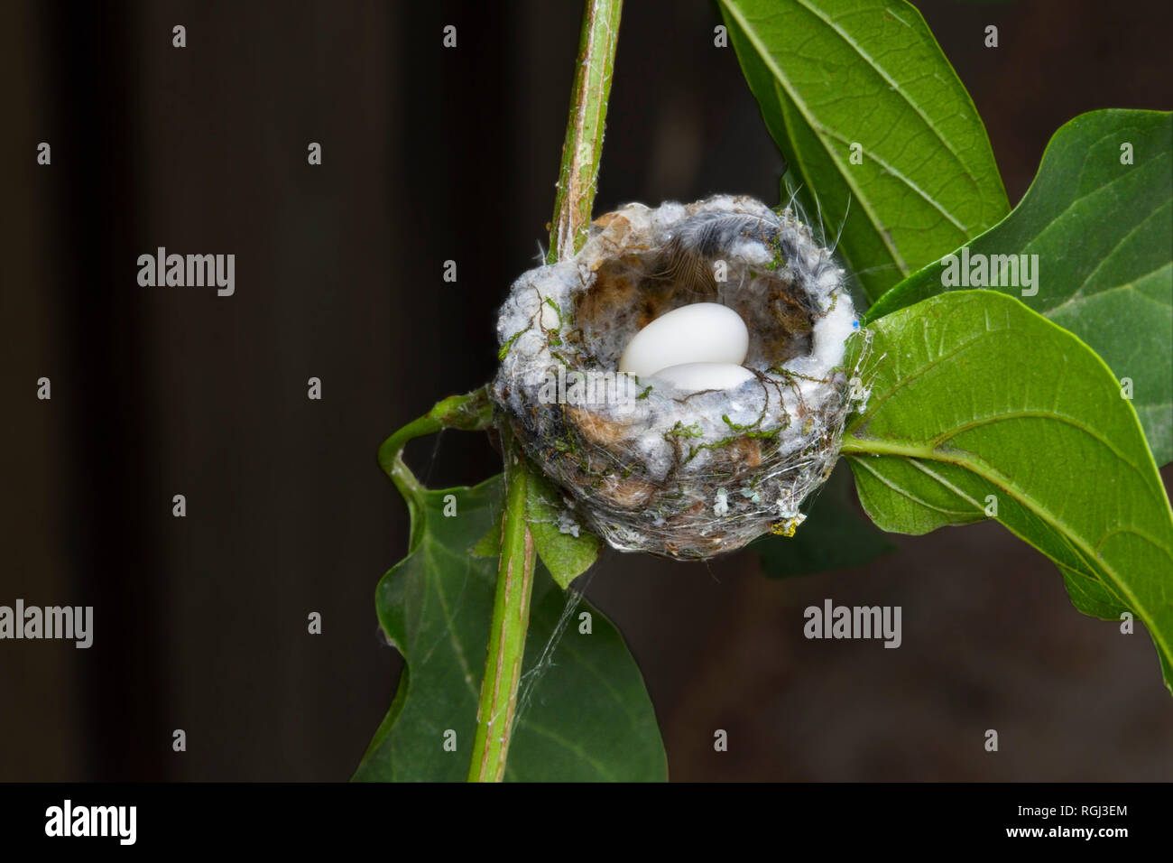 Hummingbird nid avec deux oeufs, en trompette vigne. Nid est d'environ 1 pouces et demi de diamètre. Banque D'Images