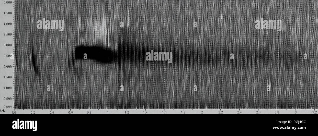 . Bulletin of the British Ornithologists' Club. M. Thomas Donegan et al. B.O.C. 203 et Bull. 2007 127(3) maux*. 2 8 3 Figure 3. Sonogramme de chanson de Yellow-Cacique Amblycercus holosericeus australis, Lepipuerto, Serrania de los Yariguies, janvier 2005. L'enregistrement par la DMT. waak waak waak waak waak. . Comportant des notes à 1.3-2.1 kHz, répétée au cA/s. L'espèce a un large répertoire (Jaramillo &AMP ; Burke, 1999), mais l'ancien appels sont quelque peu différents de ceux rapportés pour le nommer au Pérou (Jaramillo &AMP ; Burke, 1999, Fjeldsa &AMP ; 1990 Krabbe), bien que semblables à ceux rapportés dans th Banque D'Images