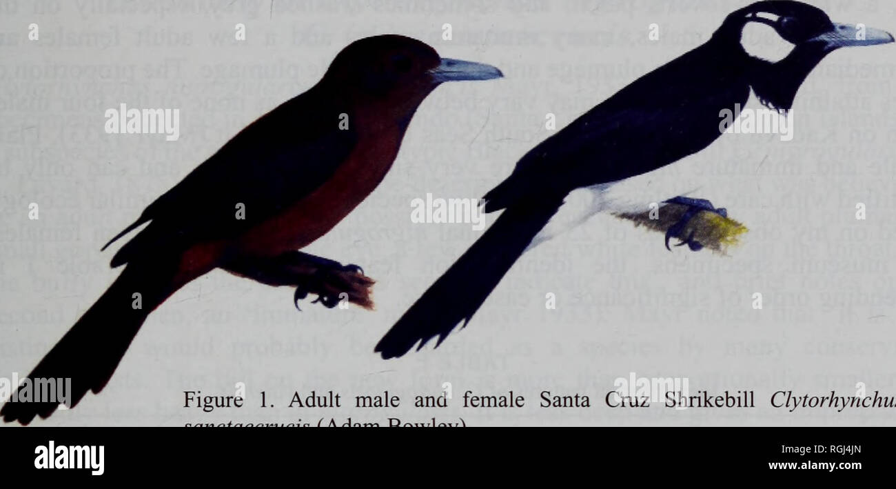 . Bulletin of the British Ornithologists' Club. Guy Dutson 301 Bull B.O.C. 2006 126(4). La figure 1. Mâles et femelles adultes à Santa Cruz ( Clytorhynchus Shrikebill".) sanctaecrucis (Adam Bowley) Figure 2. Mâles et femelles adultes Black-face Shrikebill Clytorhynchus nigrogularis) Talbot-Kelly (Chloe. Veuillez noter que ces images sont extraites de la page numérisée des images qui peuvent avoir été retouchées numériquement pour plus de lisibilité - coloration et l'aspect de ces illustrations ne peut pas parfaitement ressembler à l'œuvre originale.. British Ornithologists' Club. Londres : British Ornithologists' Club Banque D'Images