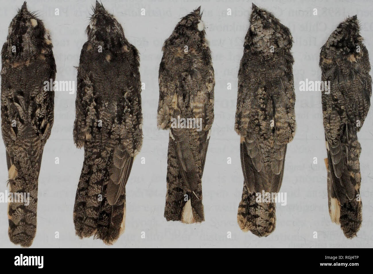 . Bulletin of the British Ornithologists' Club. . Les chiffres. 1-2. De gauche à droite : homme C. /. mochaensis (AMNH 387367 paratype) ; mâle de C. /. mochaensis 1935.10.21.296 (BMNH mâle holotype) ; C. /. bifasciatus (BMNH 1855.12.19.241 holotype) ; femelle de C. /. bifasciatus (BMNH 1905.4.12.19) ; femelle de C. /. bifasciatus (BMNH 1908.11.19.19) (© Harry Taylor, le Musée d'Histoire Naturelle, Tring). Veuillez noter que ces images sont extraites de la page numérisée des images qui peuvent avoir été retouchées numériquement pour plus de lisibilité - coloration et l'aspect de ces illustrations ne peut pas parfaitement ressembler à l'œuvre originale.. Banque D'Images