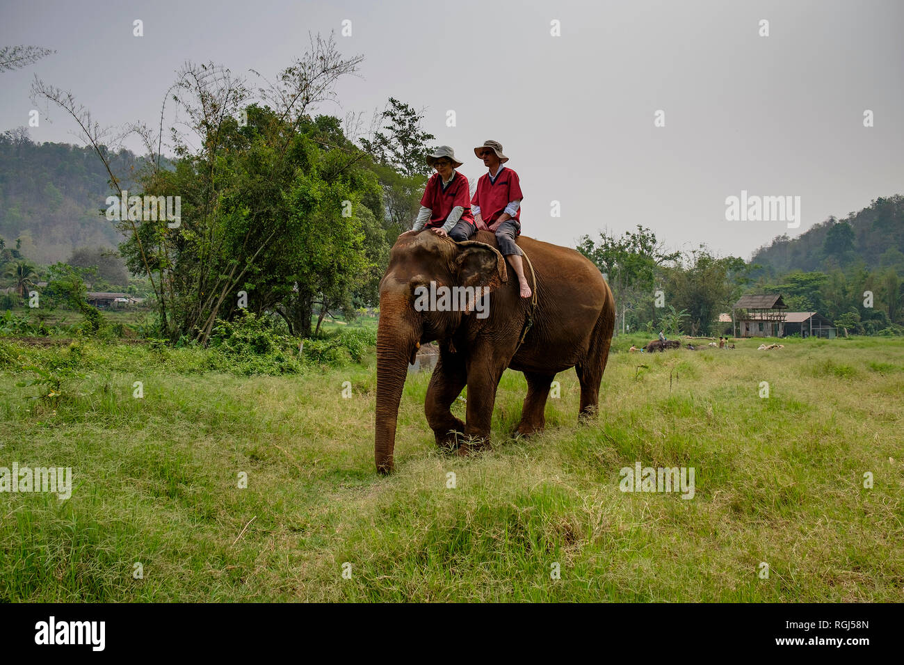 La Thaïlande, la province de Chiang Mai, Ran Tong Elephant Sanctuary, Elephant trekking Banque D'Images