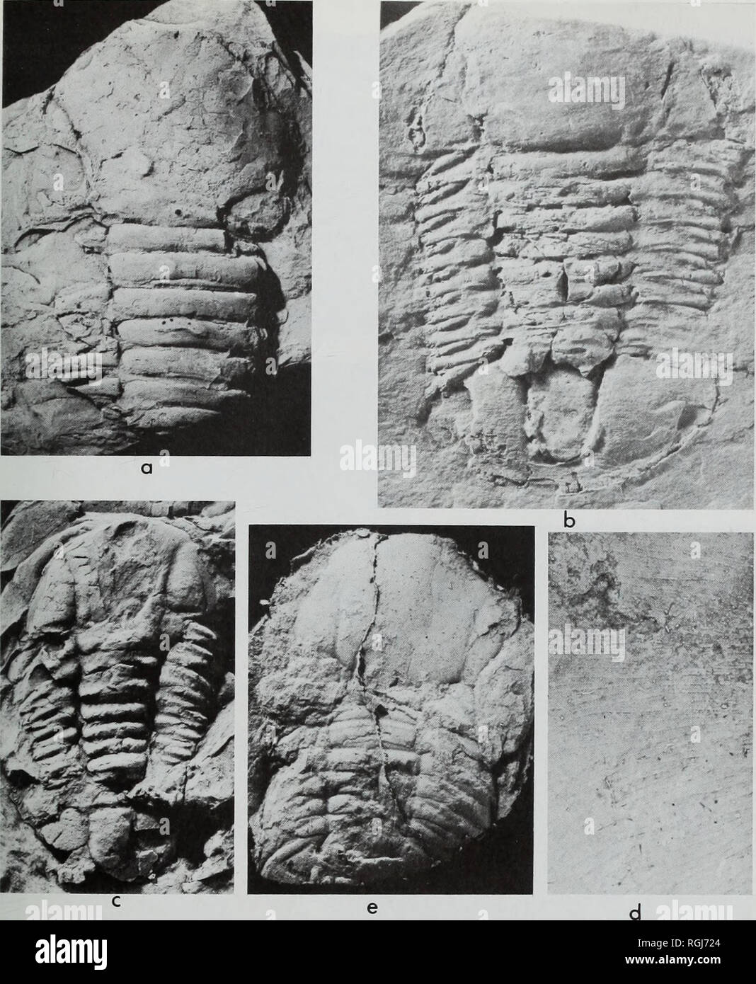 . Bulletin of the British Museum (Natural History), la géologie. Dans le sud du Pays de Galles 195 ARÉNIGIENNE. Fig. 66 a-d, Illaenopsis harrisoni (Postlethwaite &AMP ; Goodchild 1886). L'Arénig supérieur. a, pré- mal servi, incomplète, bouclier axiale large d'Eurymetopus cumbrianus holotype Postlethwaite &AMP ; bon- enfant, la fin, l'Arénig Randel Crag, Bassenthwaite Lake District, x, 0-5, 15331 ; b, holotype, imparfaits, bouclier axial Randel Crag, Bassenthwaite, Lake District, probablement / gibberulus, Biozone. x 1, Fitz Park Museum, Keswick ; c, imparfaitement conservé bouclier axial avec minute palpébraux lobe sur en haut à droite, Pontyfenni Banque D'Images