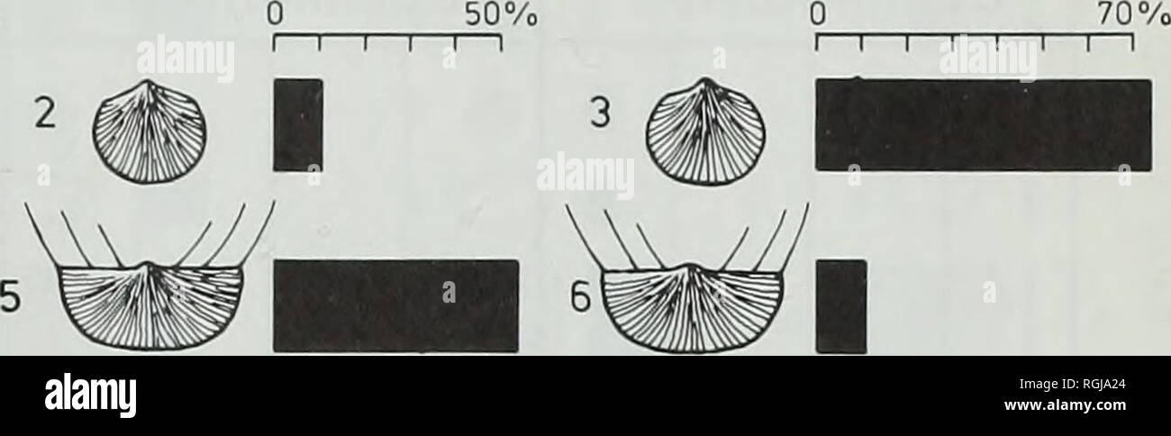 . Bulletin of the British Museum (Natural History), la géologie. Au Nouveau-Brunswick. 0 1CM 12 12 13 ^ m u 15 u d'autres wm I I L l  l AUTRES [ B D'AUTRES | I I I I l l I I I I I I l  l D Fig. 26 exemples locaux des communautés parallèles Salopina. La colonne B indique les positions de la vie, et d'inférer les colonnes A, C et D montrent vue ventrale de la soupape ; l'abondance faible pédiculaires sont exagérées à 2  %. A - 'mélangé Salopina - Eocoelia conservatrix" communautés de Watkins &AMP ; Boucot (1975) ; B - communauté de Salopina Calef &AMP ; Hancock (1974) ; C - Protochonetes ludloviensis Association de ce rapport ; D - submedia Salopina Banque D'Images