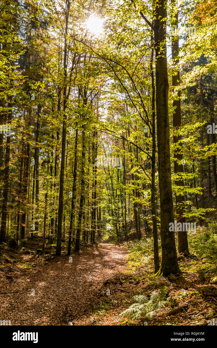 Allemagne, Bade-Wurtemberg, Forêt Noire, Bad Wildbad, sentier de forêt en automne Banque D'Images