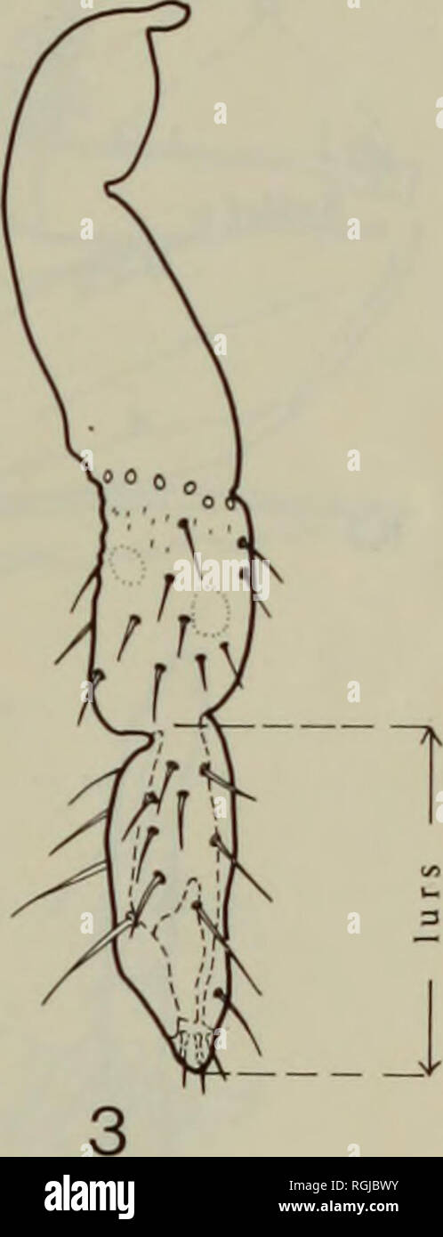 . Bulletin of the British Museum (Natural History) l'entomologie. . Figues me-8. Ciriacremini, espèces caractéristiques morphologiques. Palmapenna hymenostegioid.es, i, la tête et le prothorax, vue latérale. Ciriacremum bicaudatum, 2, la tête, vue dorsale ; 6, septième segment antennaire ; 7, tête et thorax, vue dorsale. Kleiniella jassina, 3, tribune ; 5, septième segment antennaire. Ch. filiverpatum, 4, tribune. C. africanum, 8, tête et thorax, vue dorsale, (aol - anteoccipital ; lobe antennaire - comme socket ; gc- cône genal ; lo - ocelle latéral ; lurs - longueur du segment rostral ultime ; mo - ocelle médian ; ms - sutu médian Banque D'Images