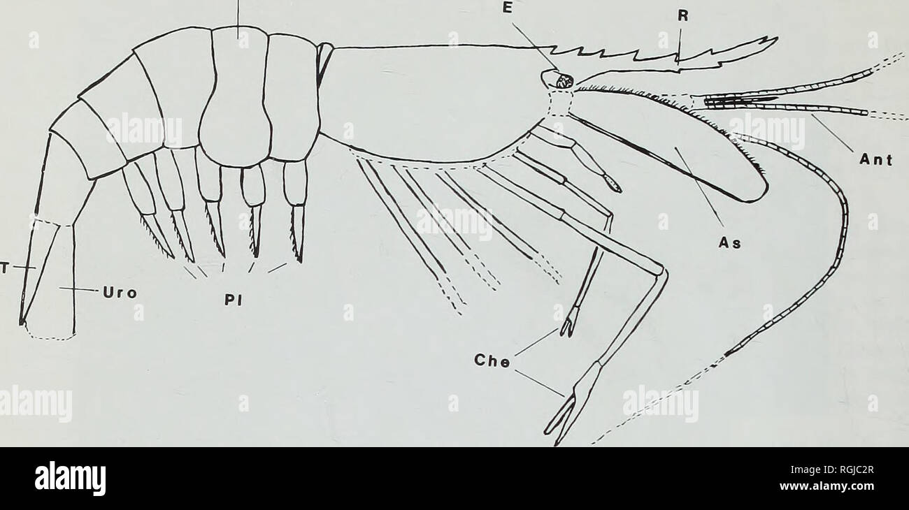 . Bulletin of the British Museum (Natural History), la géologie. 22 GAUDANT &AMP ; QUAYLE Ab S. Fig. 4 Propalaemon osborniensis Woodward. Restauration en vue latérale droite. Description systématique : Poissons J. Gaudant AMIIFORMES Ordre Huxley, 1861, la famille Bonaparte AMIIDAE 1832 Genre UN AMI LINNE, 1766 Amia ( ?) sp. Newton (1899) distingue deux espèces, A. anglica Newton et A. Newton, colenutti amiid isolé parmi les restes trouvés dans la Chapelcorner Fish lit. Pour la première espèce sont appelés vertèbres isolées et les échelles, l'un et de plusieurs dents prémaxillaires tête cutanée os, tandis qu'un maxil- lary trouvés Banque D'Images