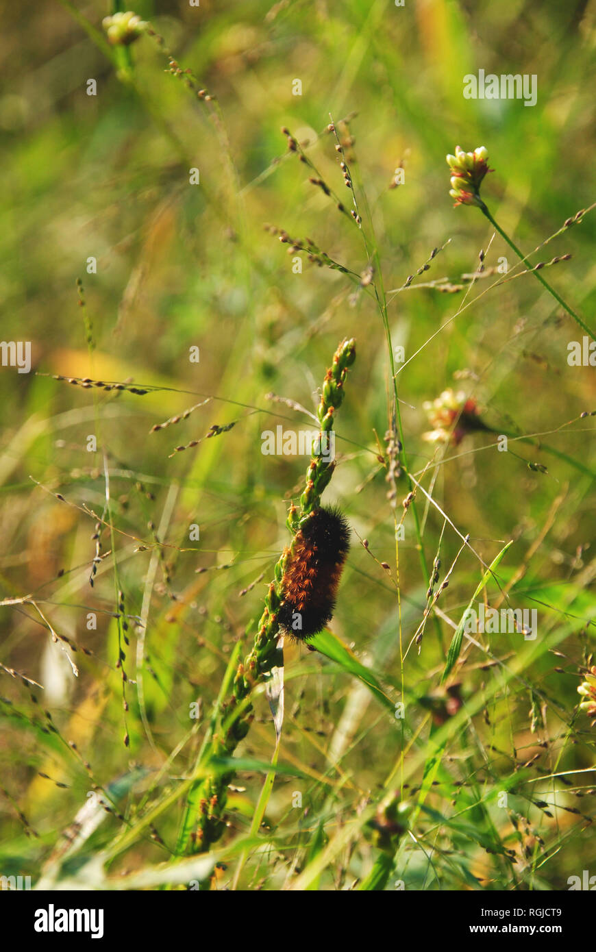 Orange et noir ours laineux bagués (caterpillar Pyrrharctia isabella) ramper dans l'herbe verte d'une prairie sous le soleil après-midi d'été de Québec Banque D'Images