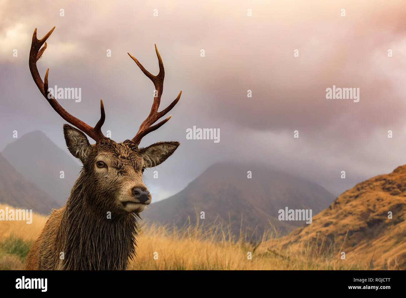 Red Deer Glen Etive, Ecosse Banque D'Images