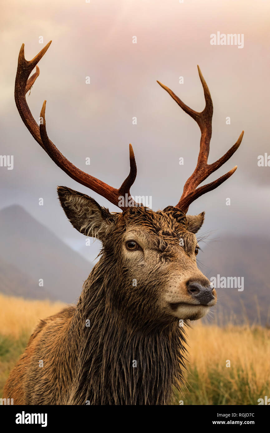 Red Deer Glen Etive, Ecosse Banque D'Images