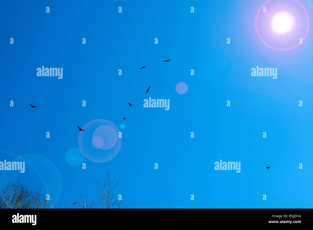 Dans une photo illustration fantaisiste, un troupeau de l'urubu, Cathartes aura, cercle contre un ciel bleu profond avec des reflets solaires, réel et artificia Banque D'Images