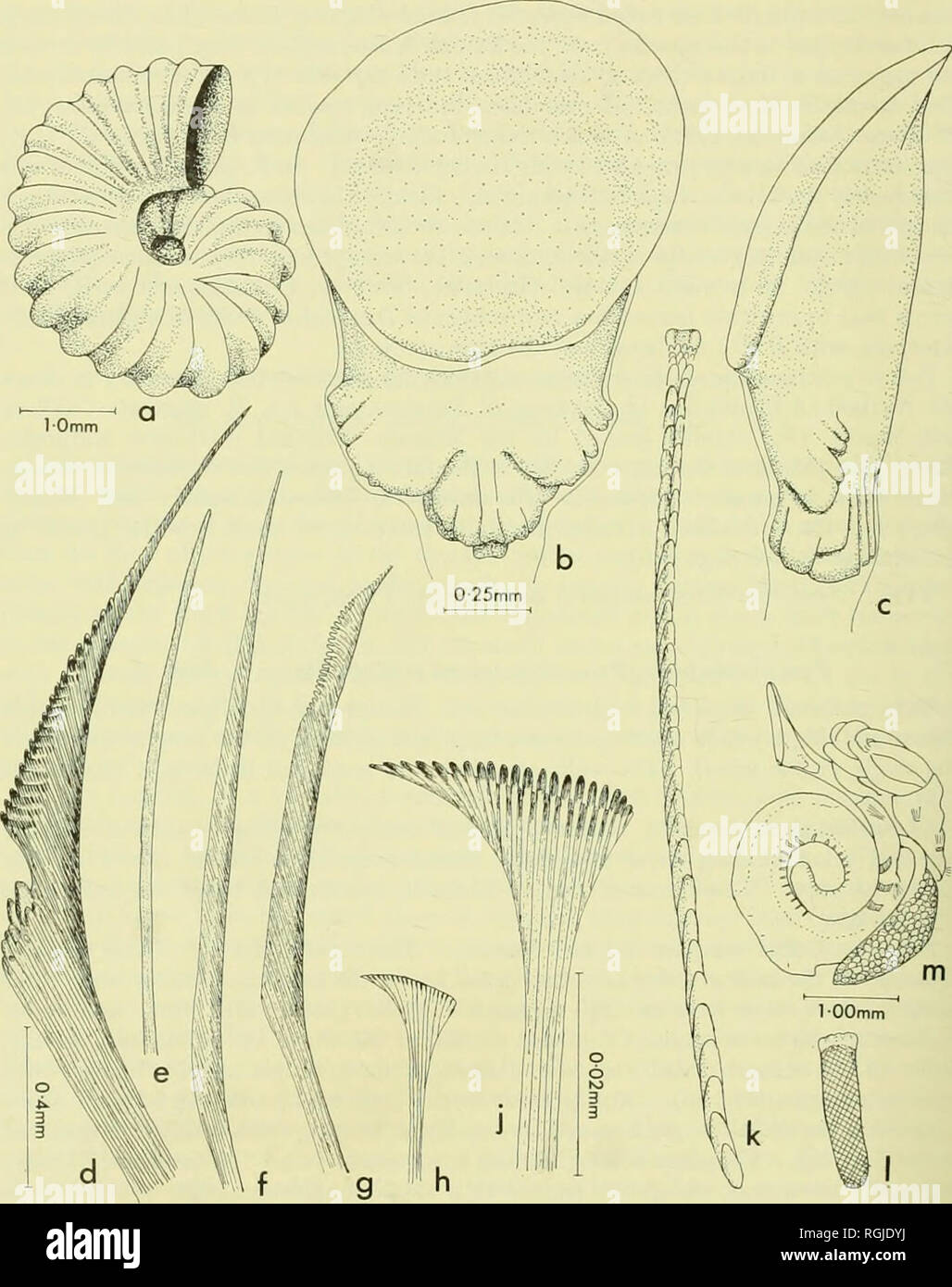 . Bulletin of the British Museum (Natural History). 238 PHYLLIS KNIGHT-JONES. Fig. 2. Triflabellis Protolaeospira (P.) sp. n. a) ; b) du tube d'opercule,vue dorsale ; c) d'opercule vue latérale ; d) ; e) collier seta seta capillaire comme dans le premier et troisième fascicules ; f) seta, simple comme dans le deuxième, troisième et quatrième fascicules ; g) la drépanocytose seta, comme dans le troisième et quatrième fascicules ; h) ; j) l'abdomen seta seta abdominale indiqué à une plus grande échelle ; k) uncinus thoracique ; 1) douleurs abdominales uncinus (hachures indique presque au-delà des dents par resohition la lumière microscope) ; m) vieAved l'animal entier dorsalement montrant th Banque D'Images