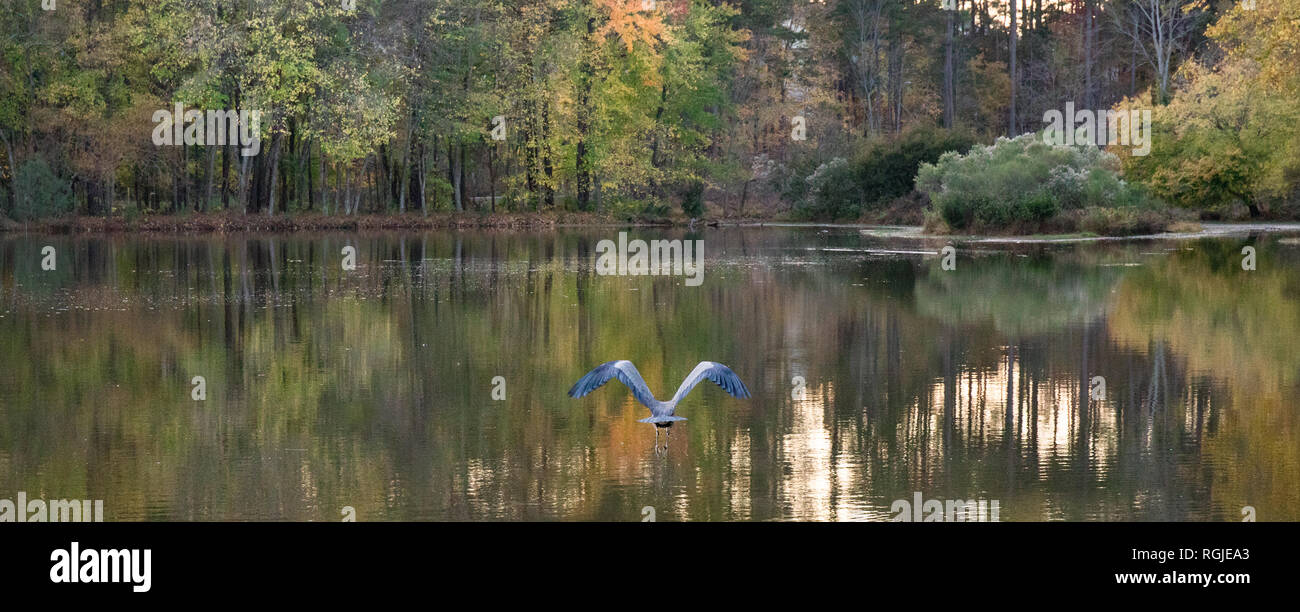 Une photo d'un héron par derrière pendant qu'il se déplace à un lac à l'automne. Banque D'Images