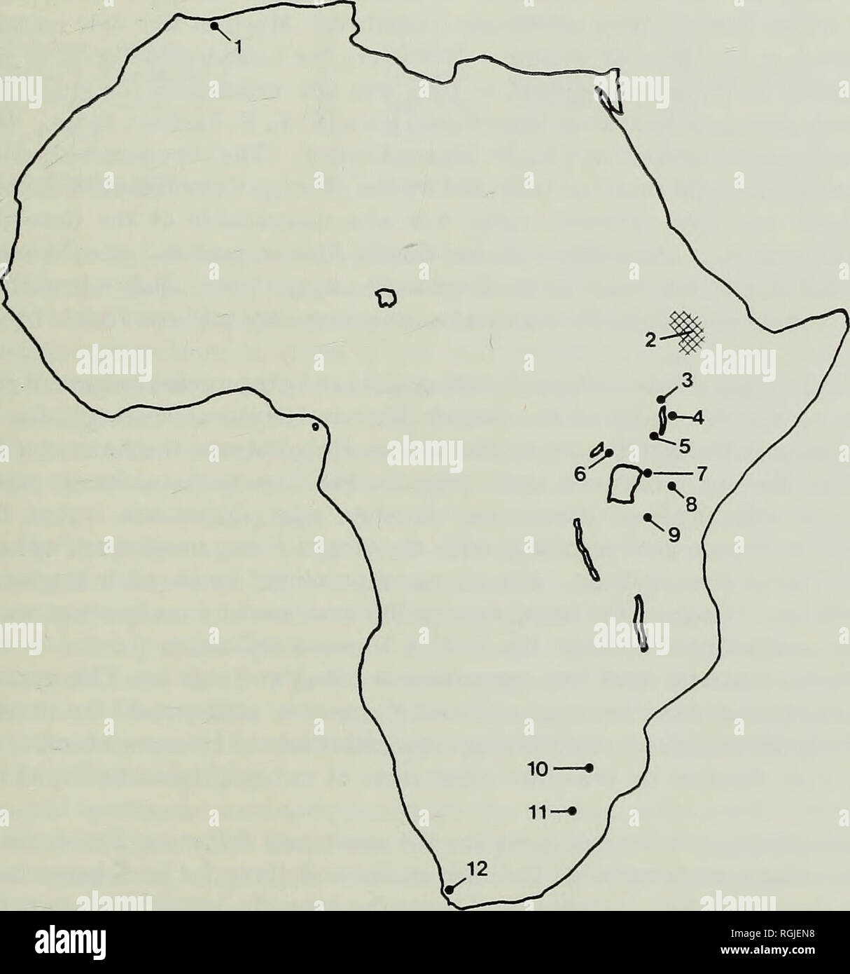 . Bulletin of the British Museum (Natural History), la géologie. PLIO-Pléistocène africain le plus tôt 5 trouve des combustibles Theropithecus Simopithecus (  =) ont été faites par le Dr Felix Oswald en 1911, à l'emplacement maintenant connu sous le nom de Kanjera, près de la rive sud de la Golfe Kavirondo. Du matériel supplémentaire a été signalé depuis le même site par Dr S. B. Leakey (1943a). Explorations paléontologiques subséquentes ont documenté la présence du genre à presque tous les sites de l'Afrique de l'Plio-Pleistocene âge à partir duquel un représentant de la faune) ont été obtenus : Olorgesailie (Cole, 1954 ; Isaac, 1966a), H (Olduvai Banque D'Images