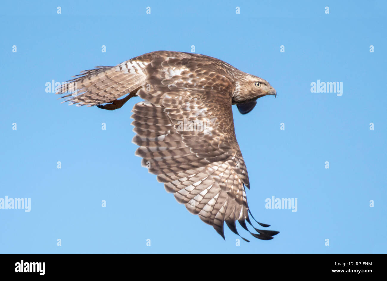 Une buse à queue rousse, Buteo jamaicensis, mouches contre un ciel bleu clair, dans la région de Bossier City, en Louisiane Banque D'Images