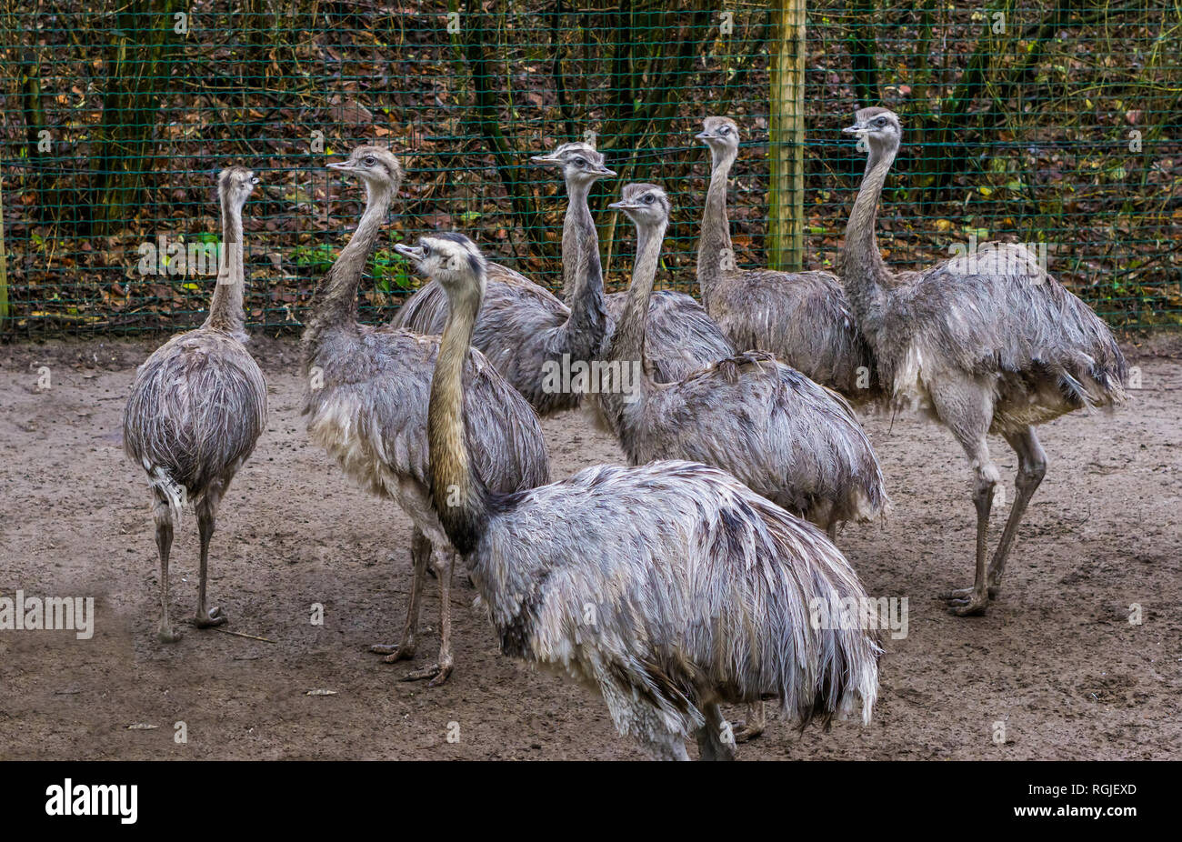 Animaux famille de nandou commun ensemble, groupe d'oiseaux de voler, près de animaux menacés d'Amérique Banque D'Images