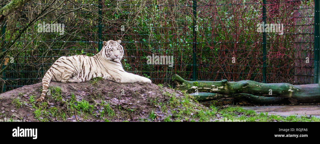 Tigre Blanc Portant Sur Une Colline Le Pigment Variation Du
