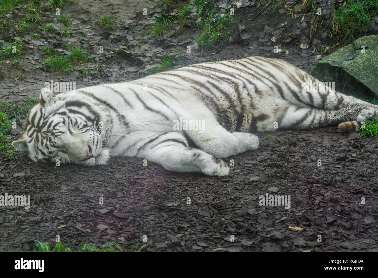 Tigre Blanc Couché Sur Le Sol Le Pigment Variation Du Tigre