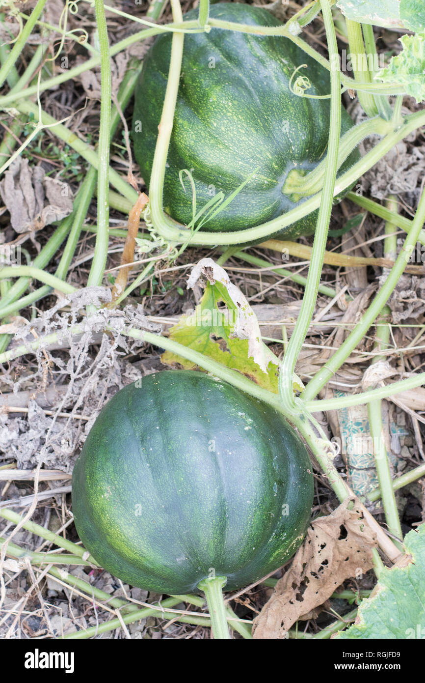 Plantes de Cucurbitaceae Banque D'Images