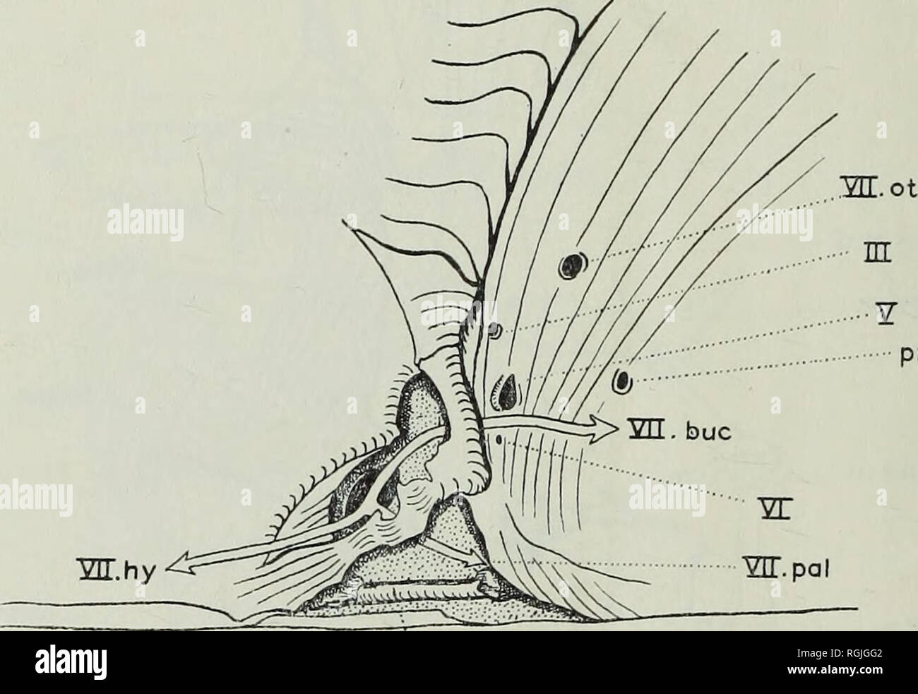 . Bulletin of the British Museum (Natural History), la géologie. 292 RÉVISION DE ACTINOPTERYGIAN coelacanthe et passages subséquents de poissons de son composant les branches peuvent être clairement tracée (texte-fig. 30). La racine du nerf septième remonte vers le bas à travers le prootique via un grand trou occipital en position postérieure, à la surface de l'orbite. La direction générale de l'hyomandibular septième passe en arrière et vers l'extérieur à la surface du prootique, son passage qui est marqué par une rainure. La direction générale buccale passe vers l'avant et vers le haut et vers l'extérieur de la surface de l'orbite par un petit trou du visage. Par th Banque D'Images . Bulletin of the British Museum (Natural History), la géologie. 292 RÉVISION DE ACTINOPTERYGIAN coelacanthe et passages subséquents de poissons de son composant les branches peuvent être clairement tracée (texte-fig. 30). La racine du nerf septième remonte vers le bas à travers le prootique via un grand trou occipital en position postérieure, à la surface de l'orbite. La direction générale de l'hyomandibular septième passe en arrière et vers l'extérieur à la surface du prootique, son passage qui est marqué par une rainure. La direction générale buccale passe vers l'avant et vers le haut et vers l'extérieur de la surface de l'orbite par un petit trou du visage. Par th Banque D'Images