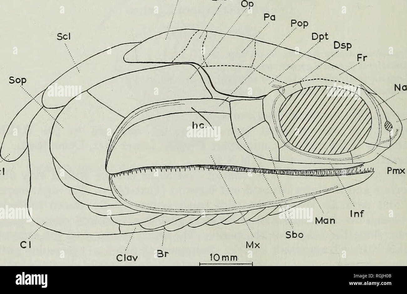 . Bulletin of the British Museum (Natural History), la géologie. 250 RÉVISION D'ACTINO PTER YGI UN COELACANTHE ET POISSONS constituent la majeure partie du toit avec l'dermopterotics considérablement étendre ses frontières latérales. En avant la rencontre et les parements d'postrostral nasals. Le postrostral est contigu à la voie nasale dans toute son bord postérieur, sauf lorsque l'. nares externe Le postrostral forme le bord antérieur de l'orifice et de l'écoulement nasal postérieur, plus que dans beaucoup d'Paleoniscoids décrite par Moy-Thomas &AMP ; Dyne (1938). La partie postérieure de l'orbite frontières nasale Banque D'Images