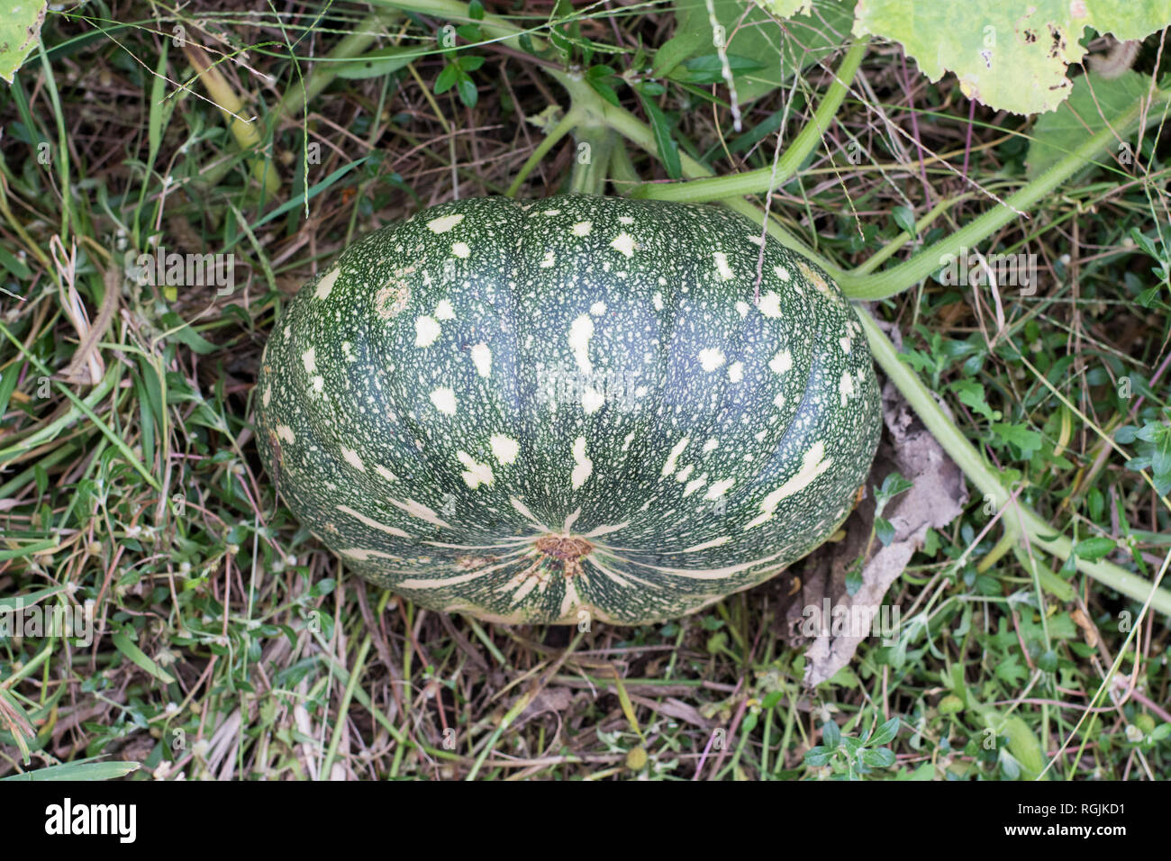 Plantes de Cucurbitaceae Banque D'Images