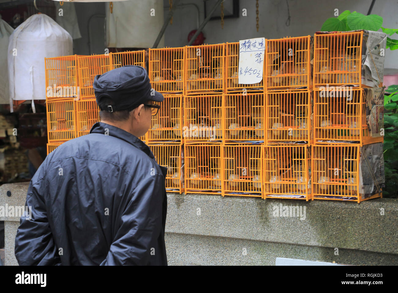 Oiseaux à vendre, Yuen Po Street marché aux oiseaux et jardin, Mong Kok ou Mongkok, Kowloon, Hong Kong, Chine, Asie Banque D'Images