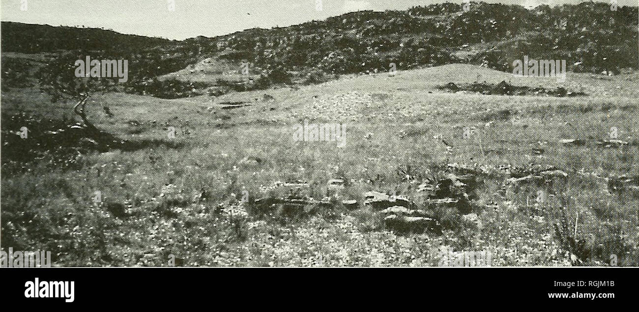 . Bulletin of the British Ornithologists' Club. Les oiseaux. Planche 1. Crag isolés à Serra do Cipo, Minas Gerais, juillet 1989. M. Pearman. Veuillez noter que ces images sont extraites de la page numérisée des images qui peuvent avoir été retouchées numériquement pour plus de lisibilité - coloration et l'aspect de ces illustrations ne peut pas parfaitement ressembler à l'œuvre originale.. British Ornithologists' Club. Londres : le Club Banque D'Images