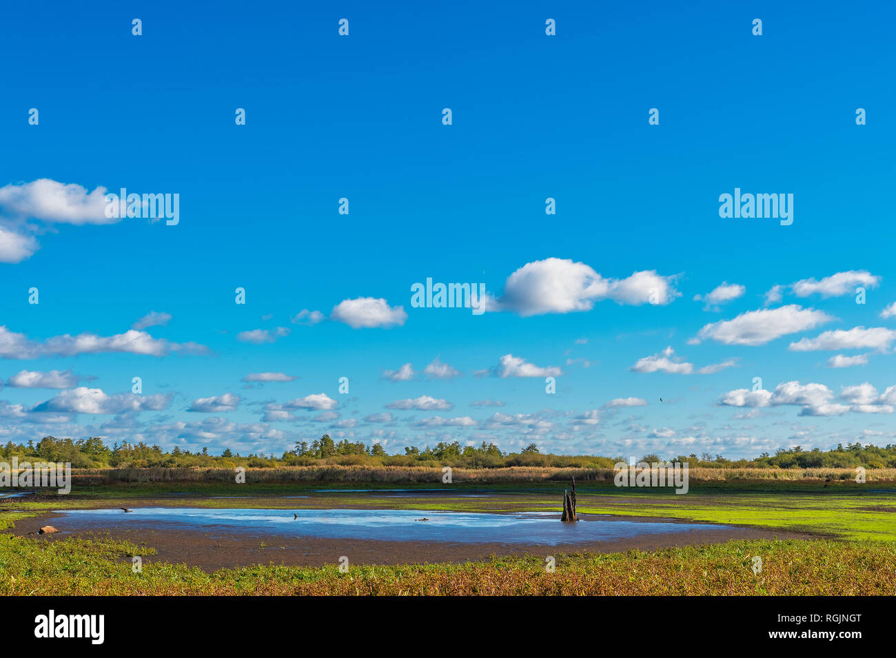 Mardorf, Parc naturel Steinhuder Meer, moor landscape Banque D'Images