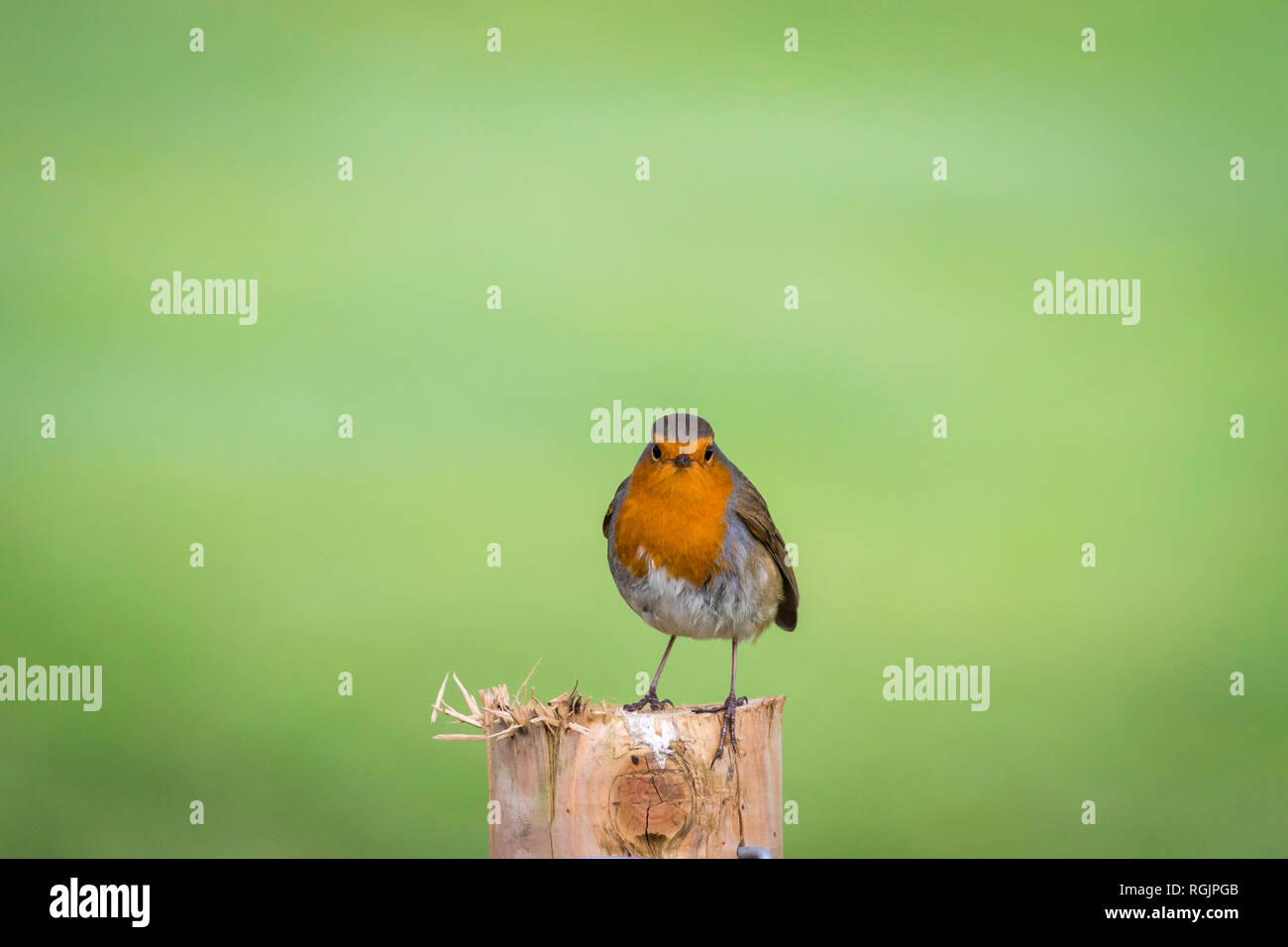 Royaume-uni, Ecosse, Europe, Caerlaverock Robin (Erithacus rubecula aux abords) Banque D'Images