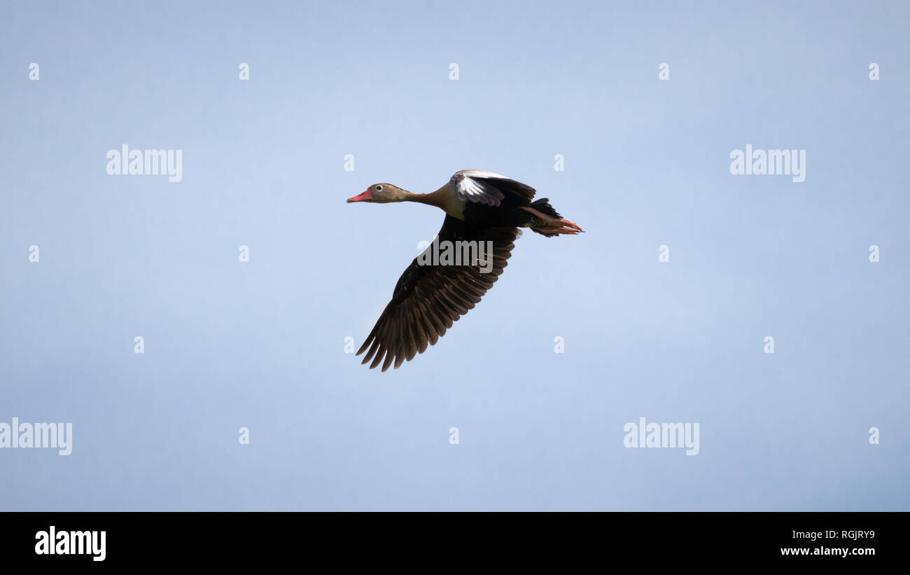 Canard sifflement à ventre noir Banque D'Images