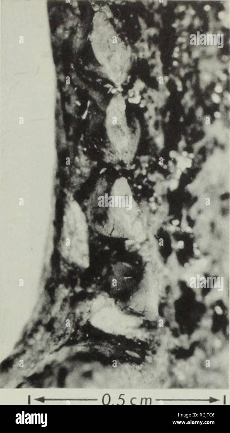 . Bulletin of the British Museum (Natural History), la géologie. B. ^ 0,5 cm €j&gt ; ^ €1 '® &lt;C"|* UN !  % &Lt ;^» ^ ^ 4 0 5cm. Veuillez noter que ces images sont extraites de la page numérisée des images qui peuvent avoir été retouchées numériquement pour plus de lisibilité - coloration et l'aspect de ces illustrations ne peut pas parfaitement ressembler à l'œuvre originale.. British Museum (Natural History). Londres : BM(NH) Banque D'Images